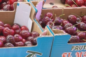 Descubre las diferencias entre cerezas y picotas en el mercado de Torrejón de Ardoz.