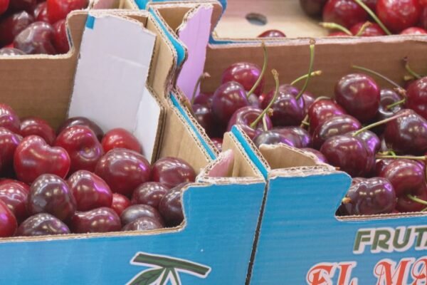 Descubre las diferencias entre cerezas y picotas en el mercado de Torrejón de Ardoz.